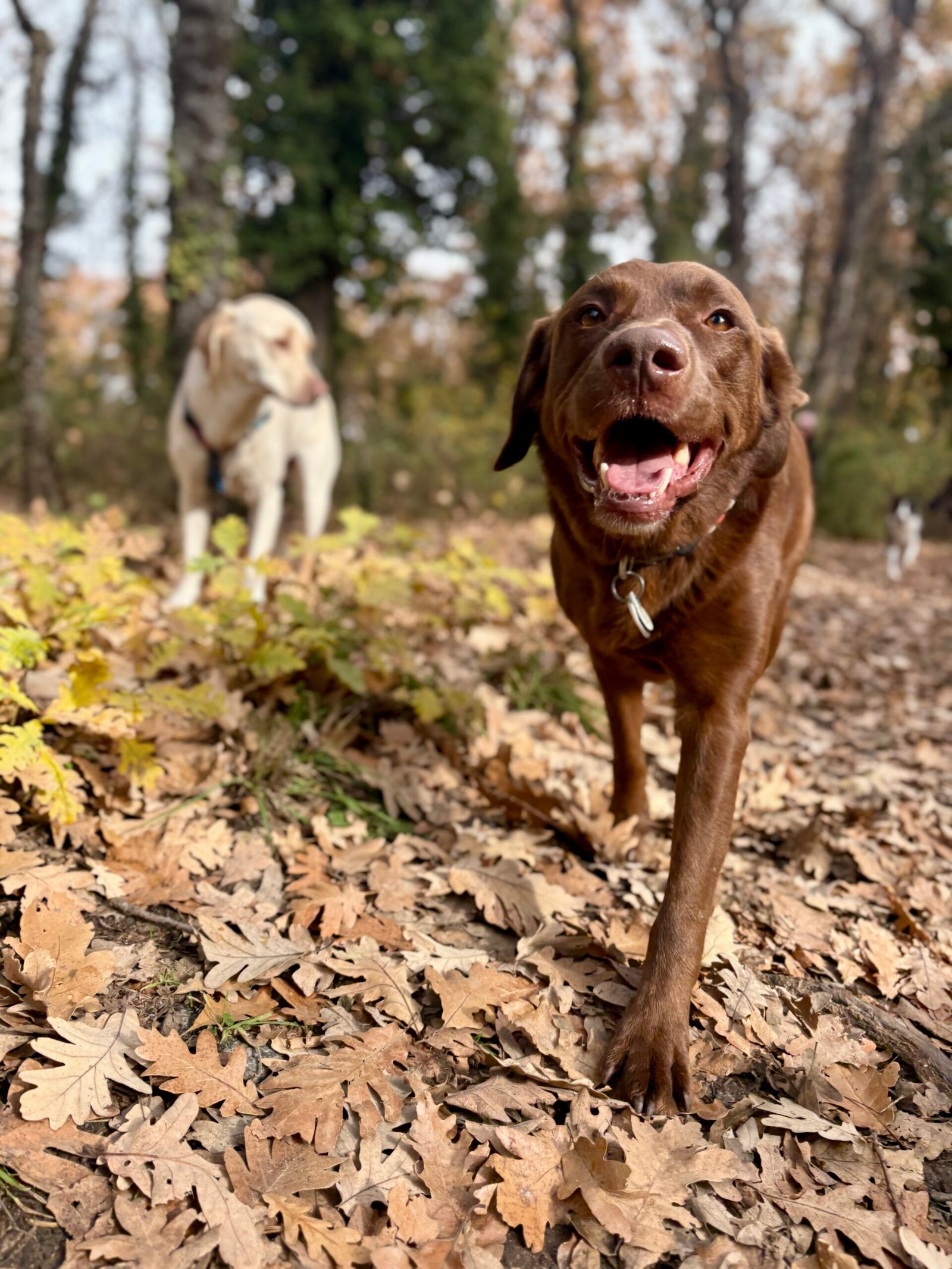 Garganta de Iruelas — Reserva Natural Valle de Iruelas — Dog Trail Scouts — Dog Adventure®