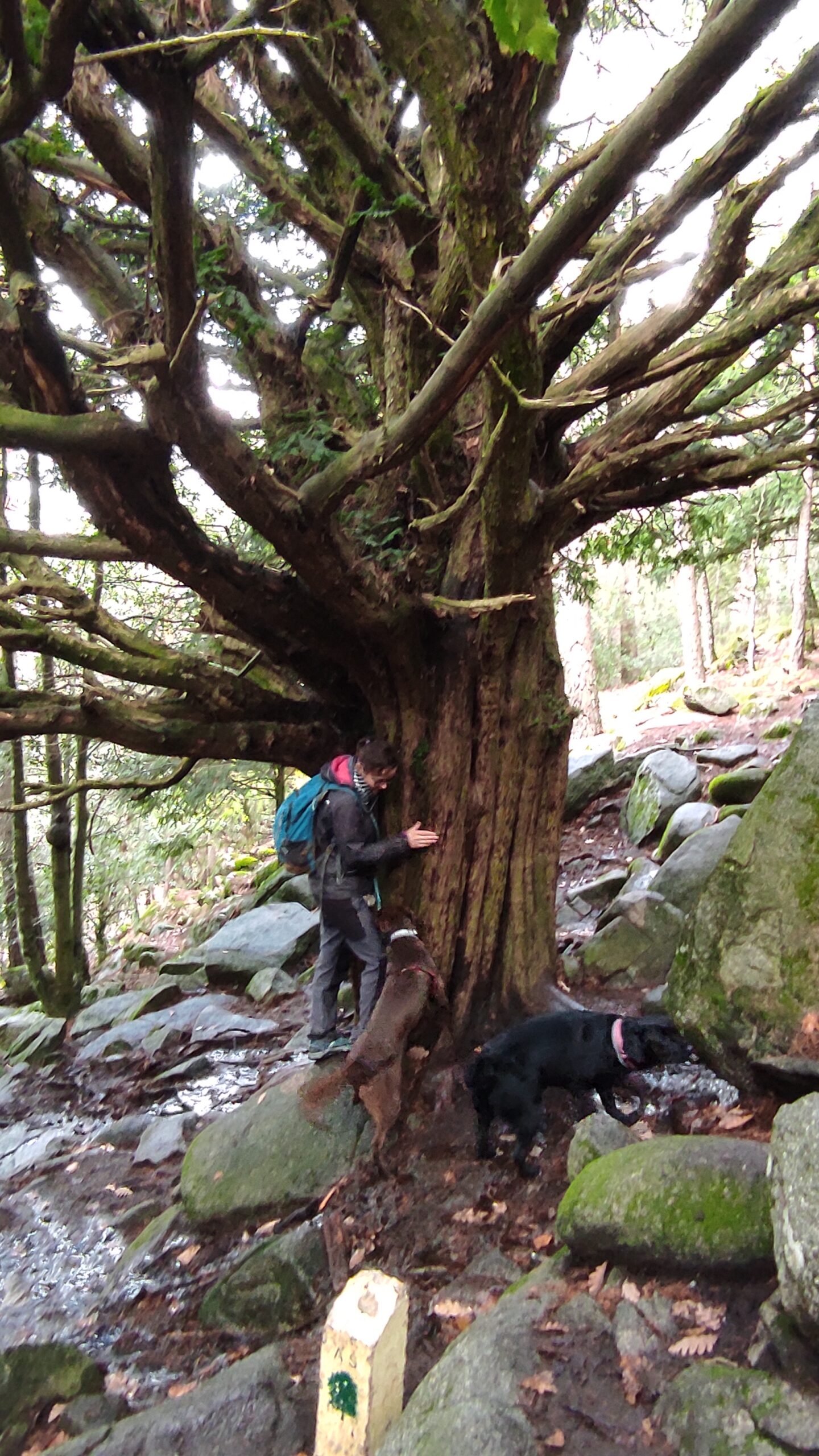 Puerto de Canencia — salidas con perro Sierra Madrid, Dog Trail Scouts Nivel II