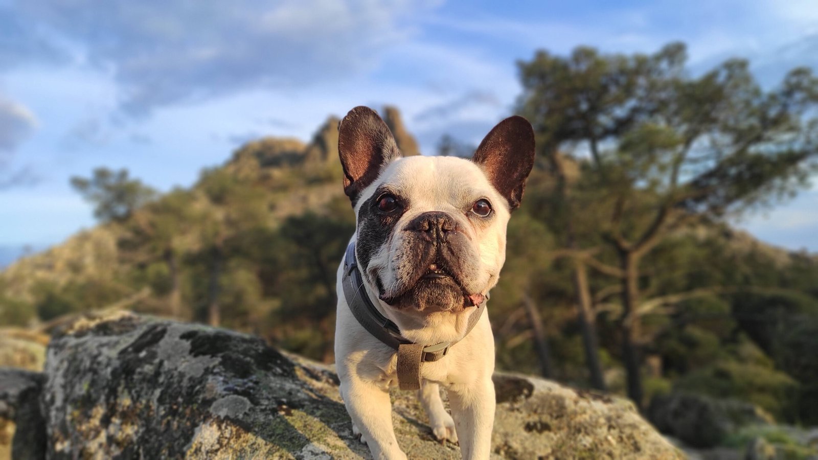 Garganta de Iruelas — salidas con perro Sierra Madrid, Dog Trail Scouts Nivel II