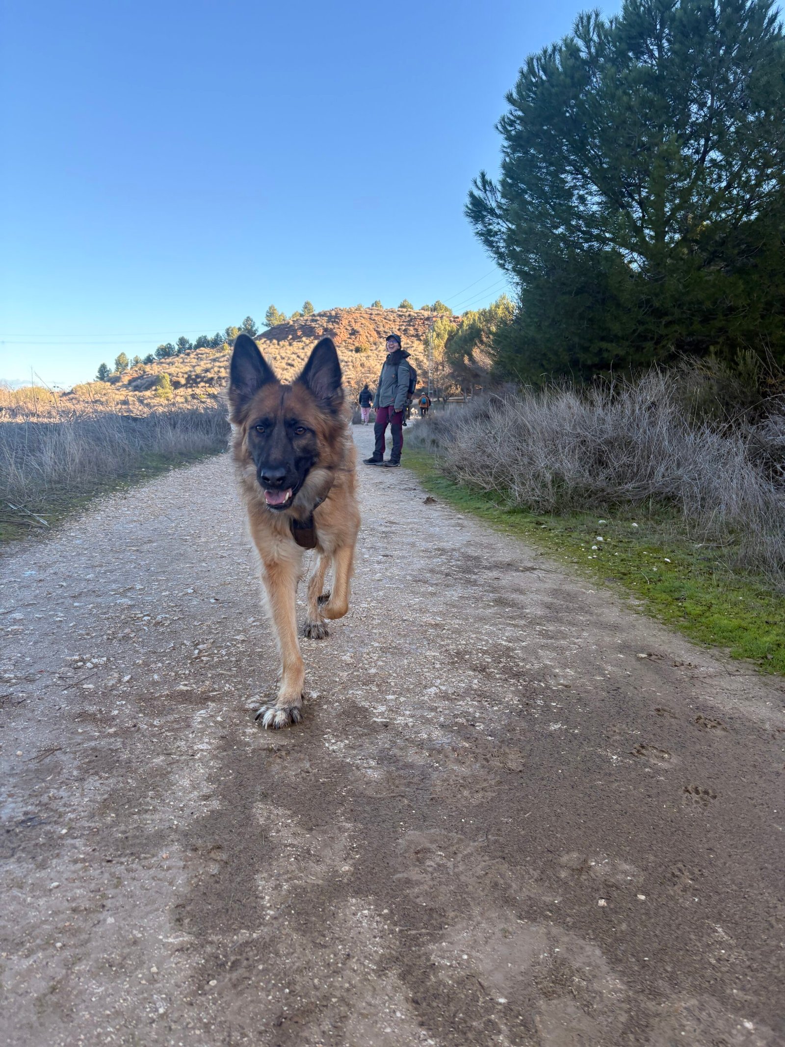 Bosque de la Herrería con perro — San Lorenzo de El Escorial — Dog Trail Scouts — Dog Adventure®