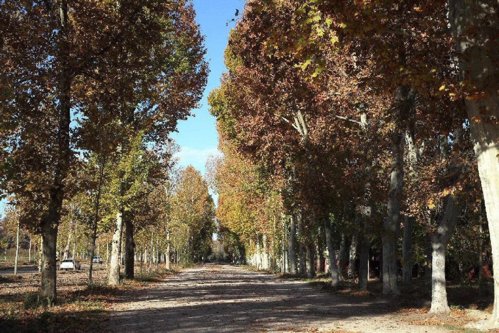 Aranjuez Sotos con perro