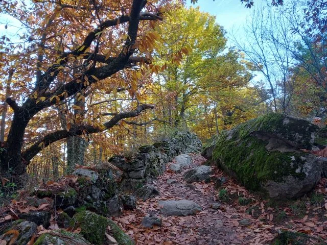 Dog Trail Scouts Nivel I - Castanar Rozas de Puerto Real - 14 Nov 2026