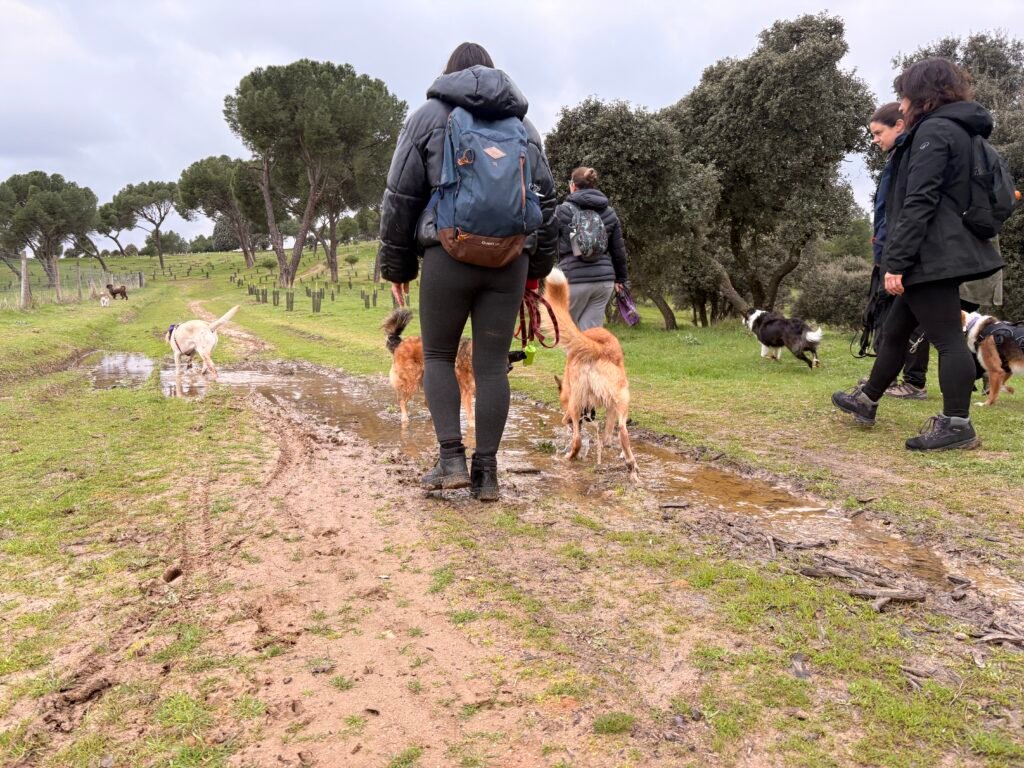 Grupo de Dog Trail Scouts caminando con sus perros en la Casa de Campo, Madrid