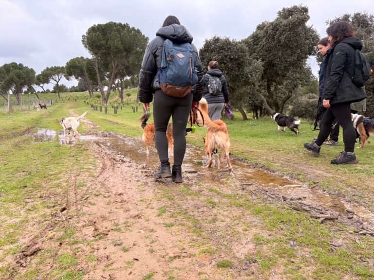 Perros sueltos disfrutando de una ruta de Dog Adventure en la Casa de Campo