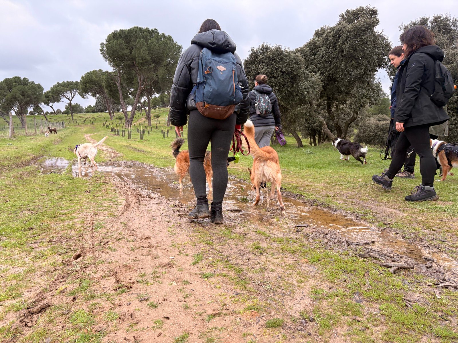 Dog Trail Scouts — Casa de Campo Madrid — evaluación apertura temporada — Dog Adventure®