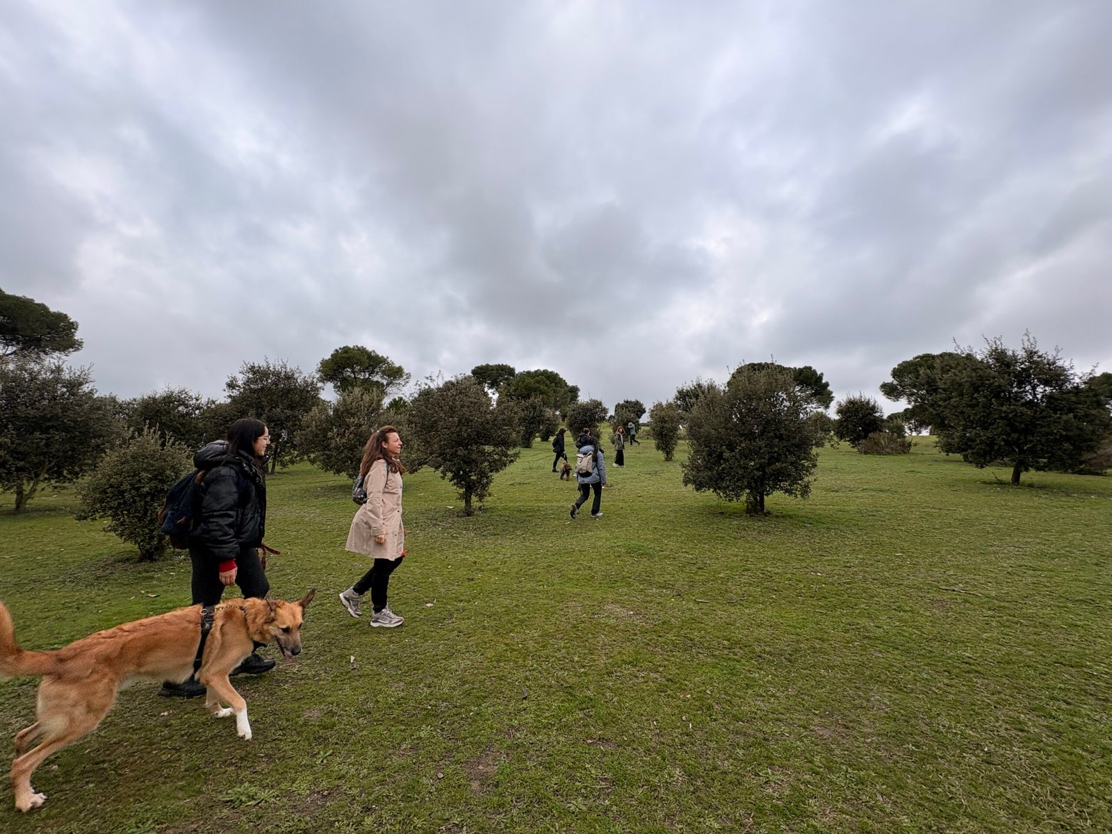 Casa de Campo · Diciembre — Dog Trail Scouts Nivel I