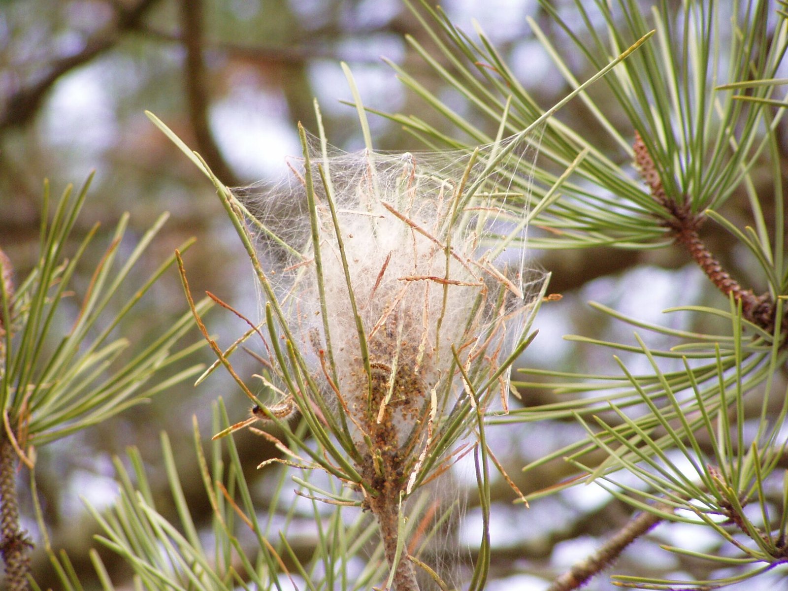 Bolsón o nido de seda de procesionaria del pino colgando de las ramas de un pino