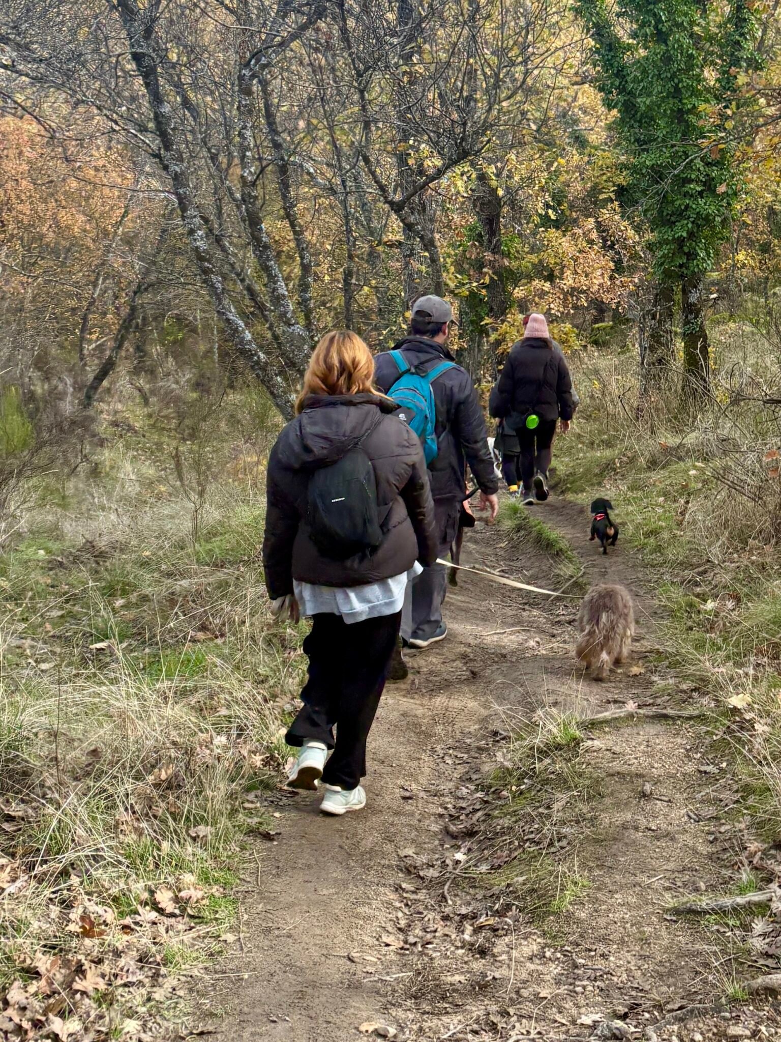 Grupo de Dog Trail Scouts caminando con sus perros por un sendero en otoño — Dog Adventure®