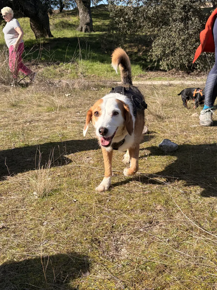 Perro mestizo tricolor de talla media trotando con arnés por la hierba de una dehesa