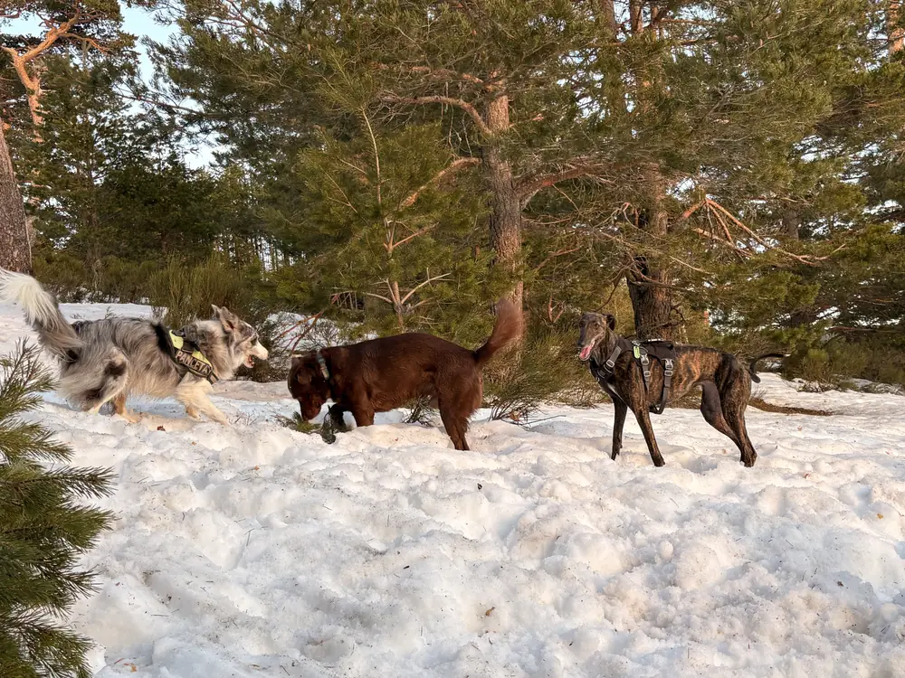 Tres perros con arnés sobre la nieve entre pinos en la sierra de Madrid